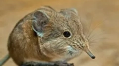 Земјоделство - долги нос глувче